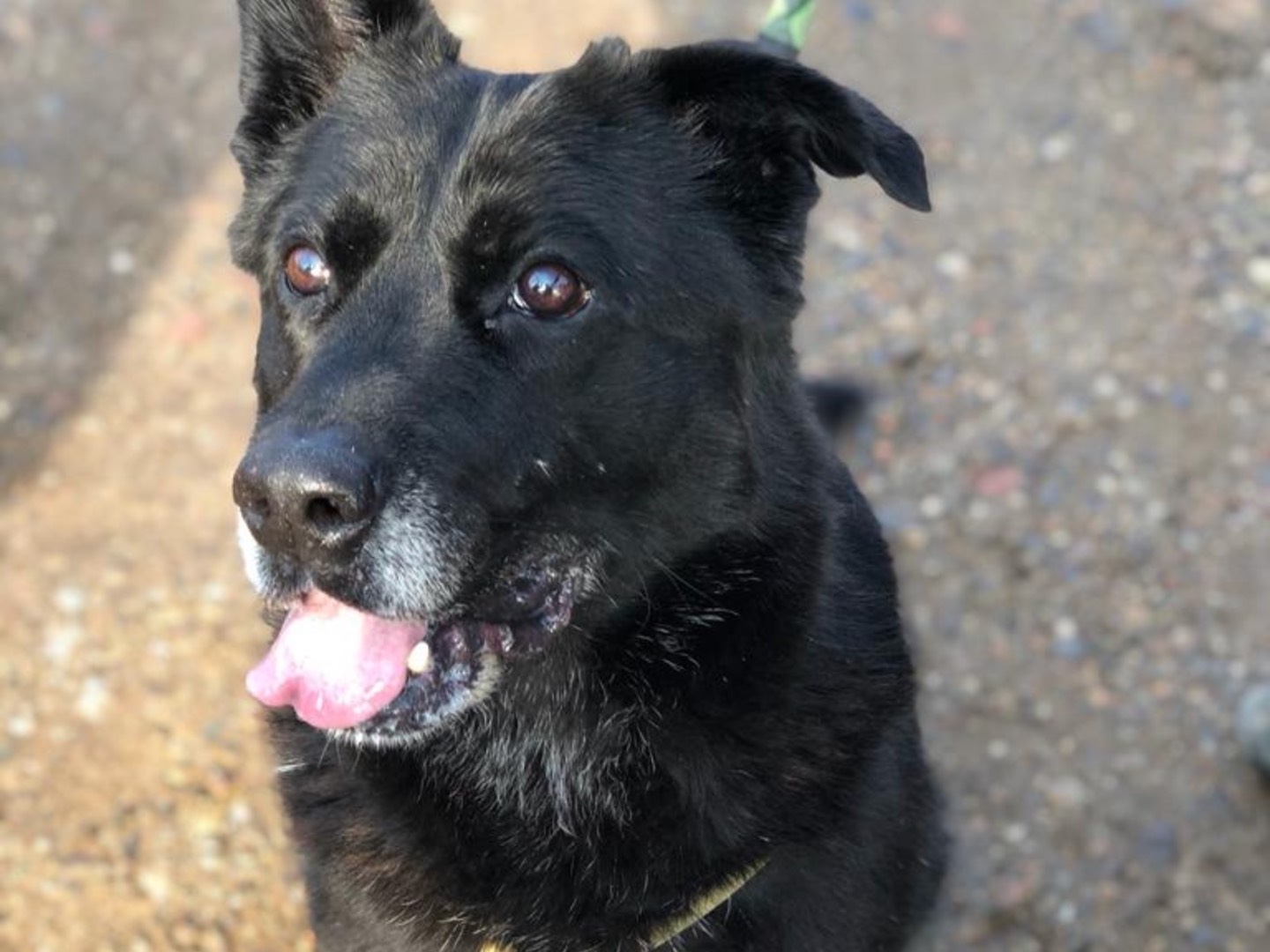 Adotta un cane, taglia media, maschio, Como