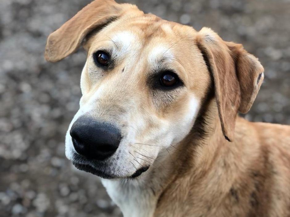 Foto dell'animale