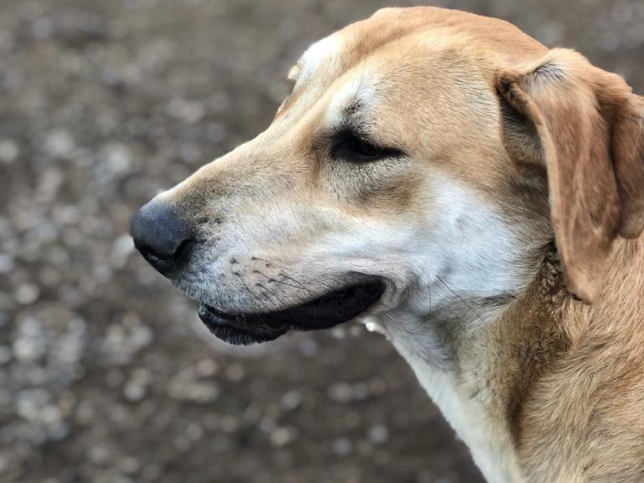 Adotta un cane, femmina, 3 anni  e 5 mesi , Como