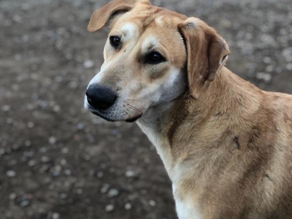 Adotta un cane, taglia grande, femmina, Como