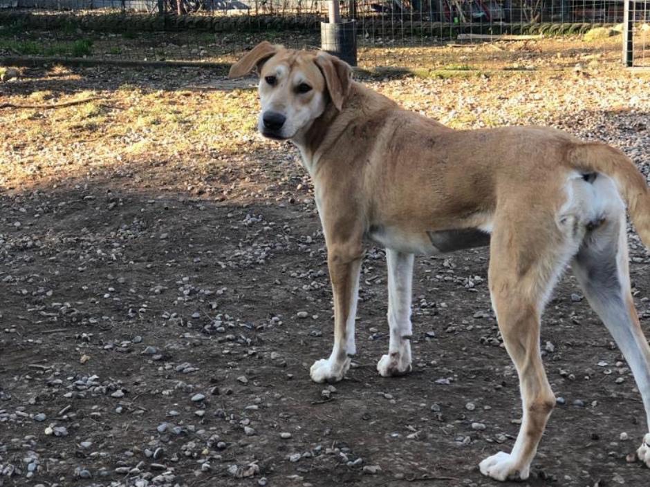 Vuoi adottare un cane a Como?