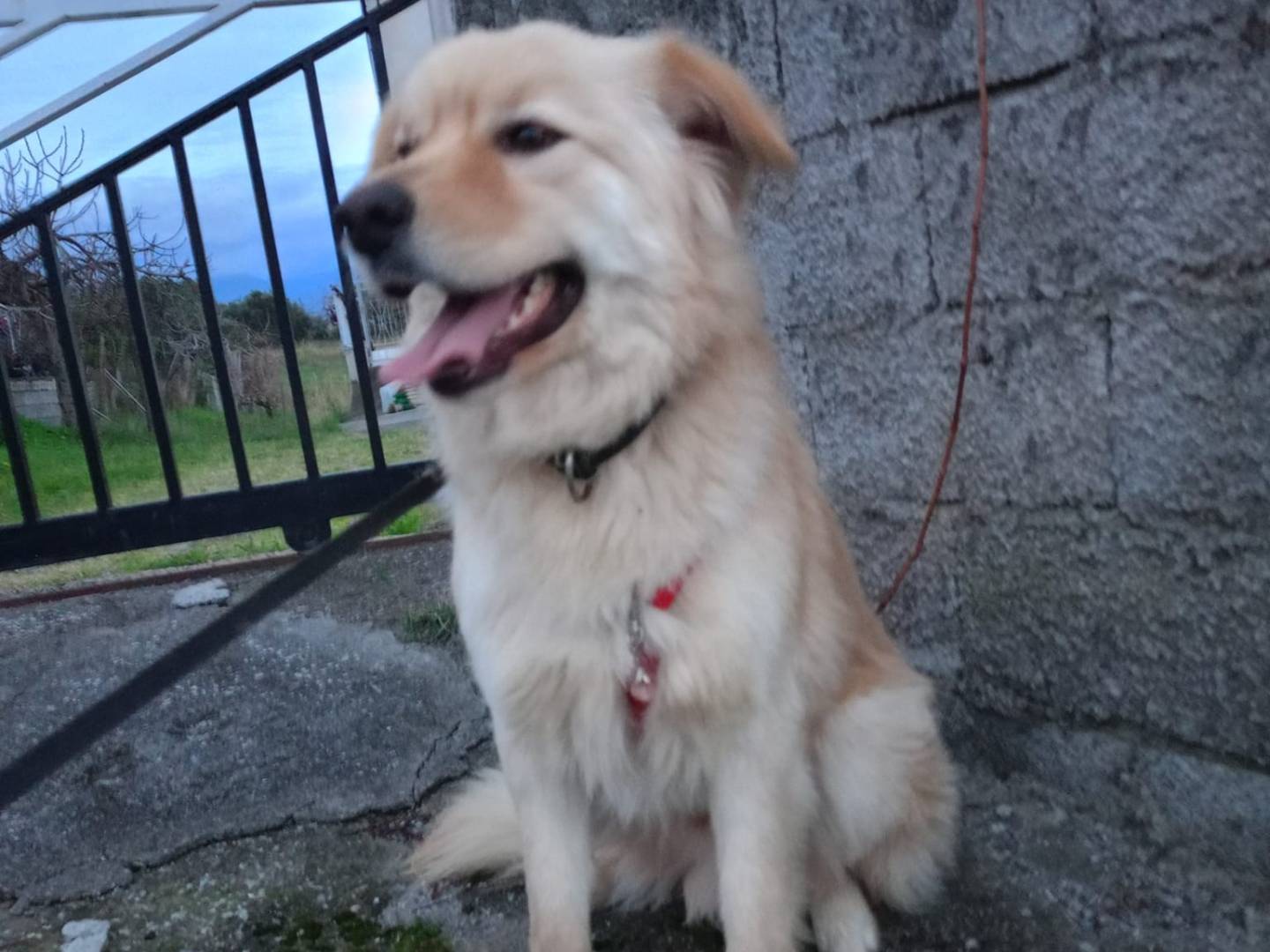 Adozione cane, maschio, meticcio, 3 anni e 8 mesi, taglia media contenuta, Cosenza