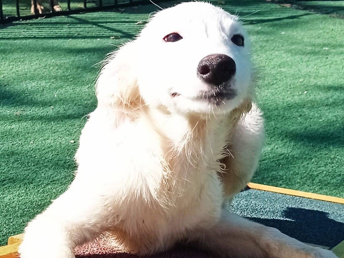 Adozione cane, femmina, meticcio, 2 anni e 4 mesi, taglia media contenuta, Cosenza