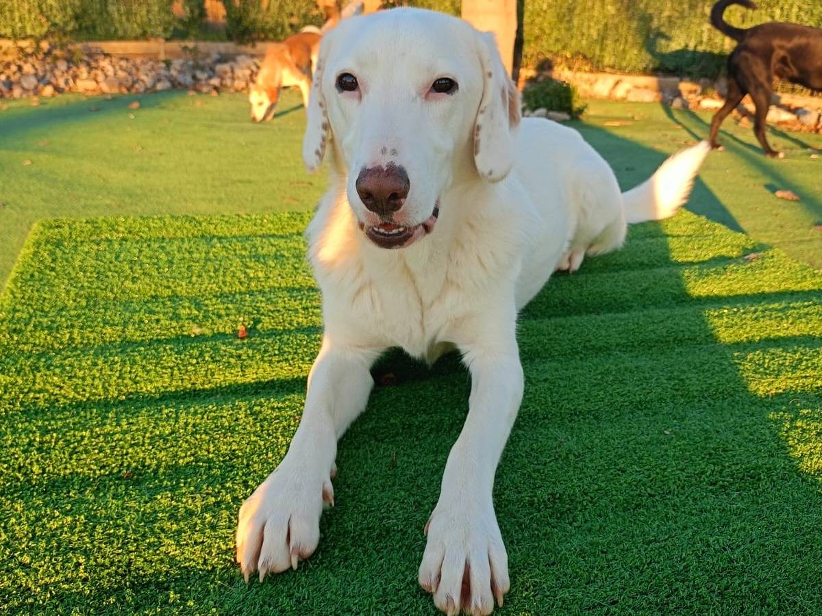 Adotta un cane, taglia media contenuta, femmina, Cosenza