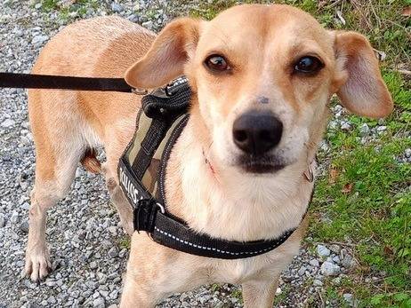 Adozione cane, femmina, meticcio, 3 anni e 2 mesi, taglia piccola, Cosenza