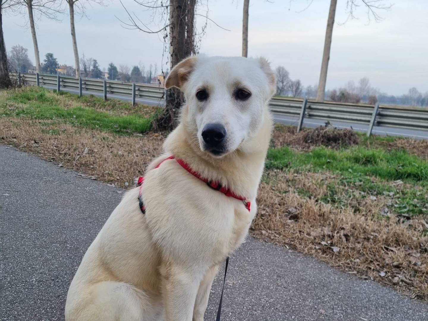 Adozione cane, femmina, Labrador Retriever, 2 anni e 10 mesi, taglia media, Milano