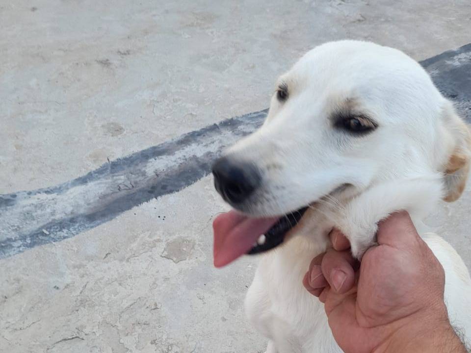 Adotta un cane, femmina, 2 anni e 10 mesi, Milano