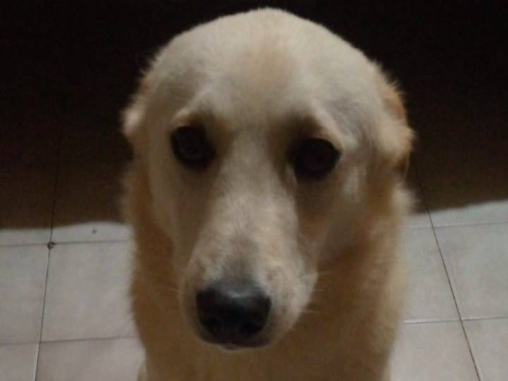 Adotta un cane, taglia media, femmina, Milano