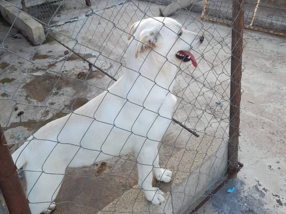 Vuoi adottare un cane a Milano?