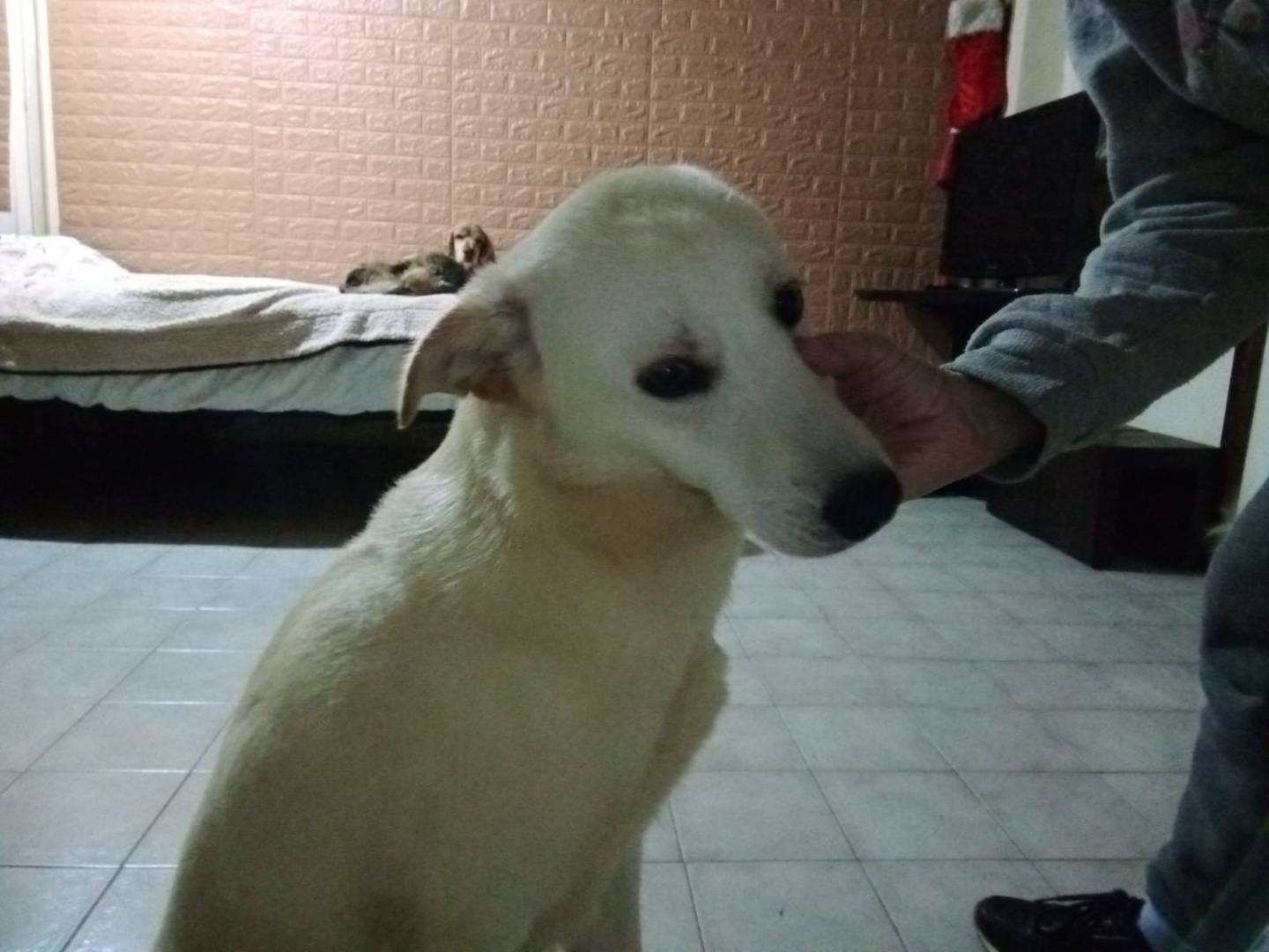 Adotta il cane PHOEBE a Milano