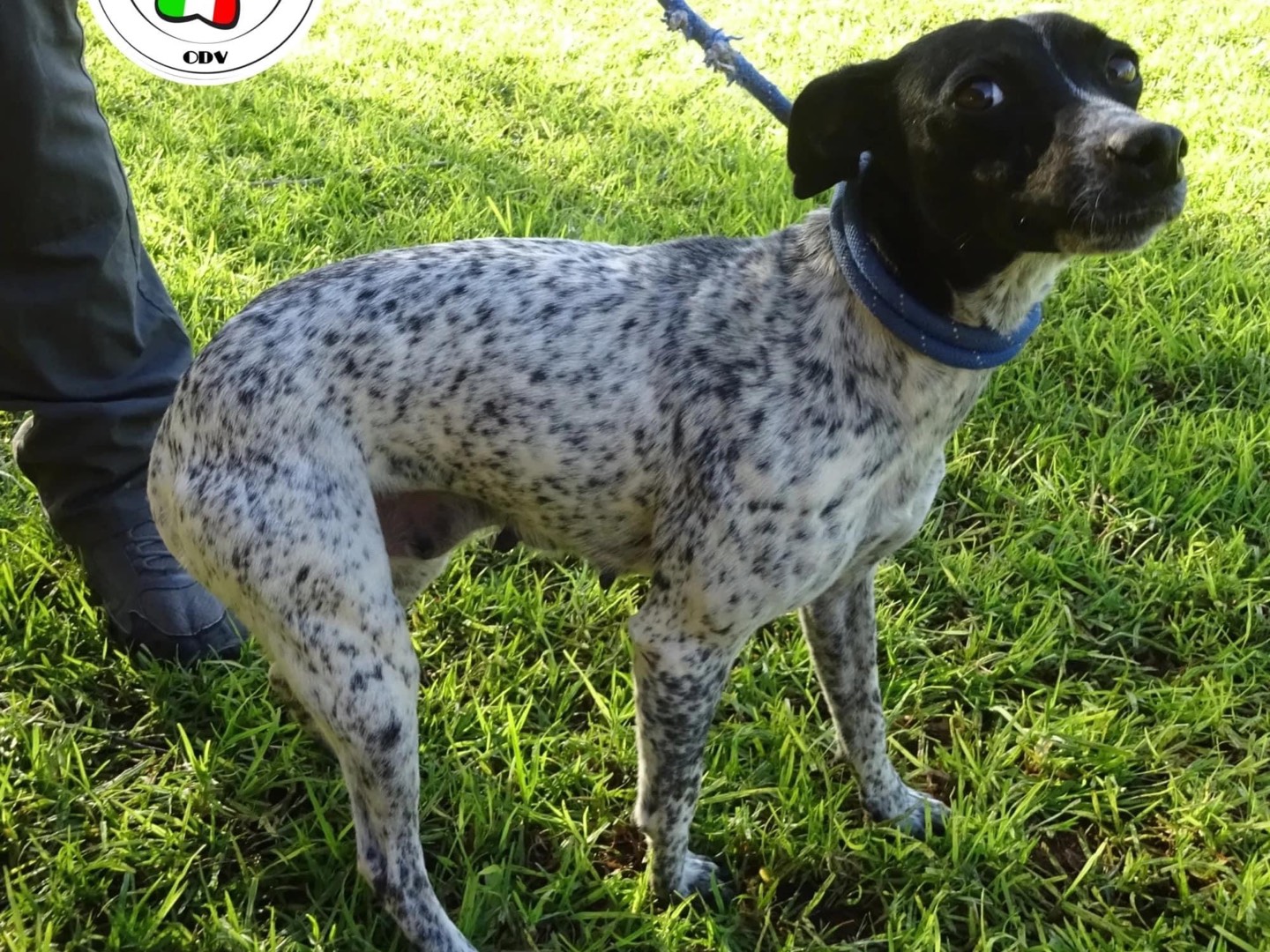 Adozione cane, femmina, meticcio, 3 anni e 7 mesi, taglia piccola, Como