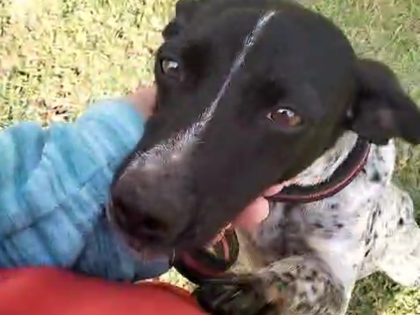 Adotta un cane, femmina, 3 anni e 7 mesi, Como