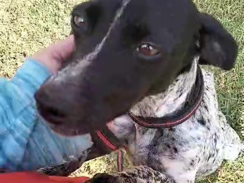 Adotta un cane, taglia piccola, femmina, Como