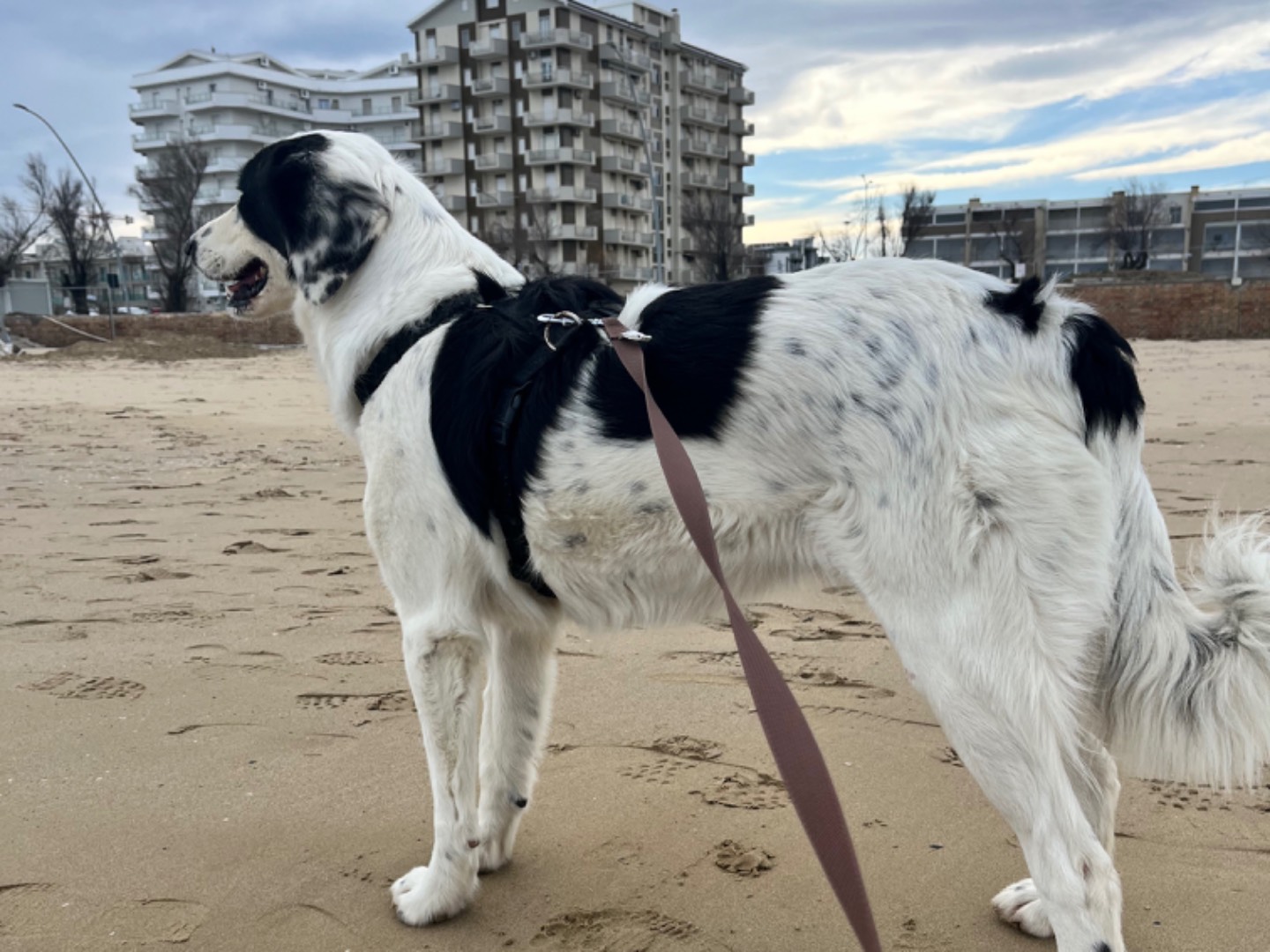 Vuoi adottare un cane a Chieti?