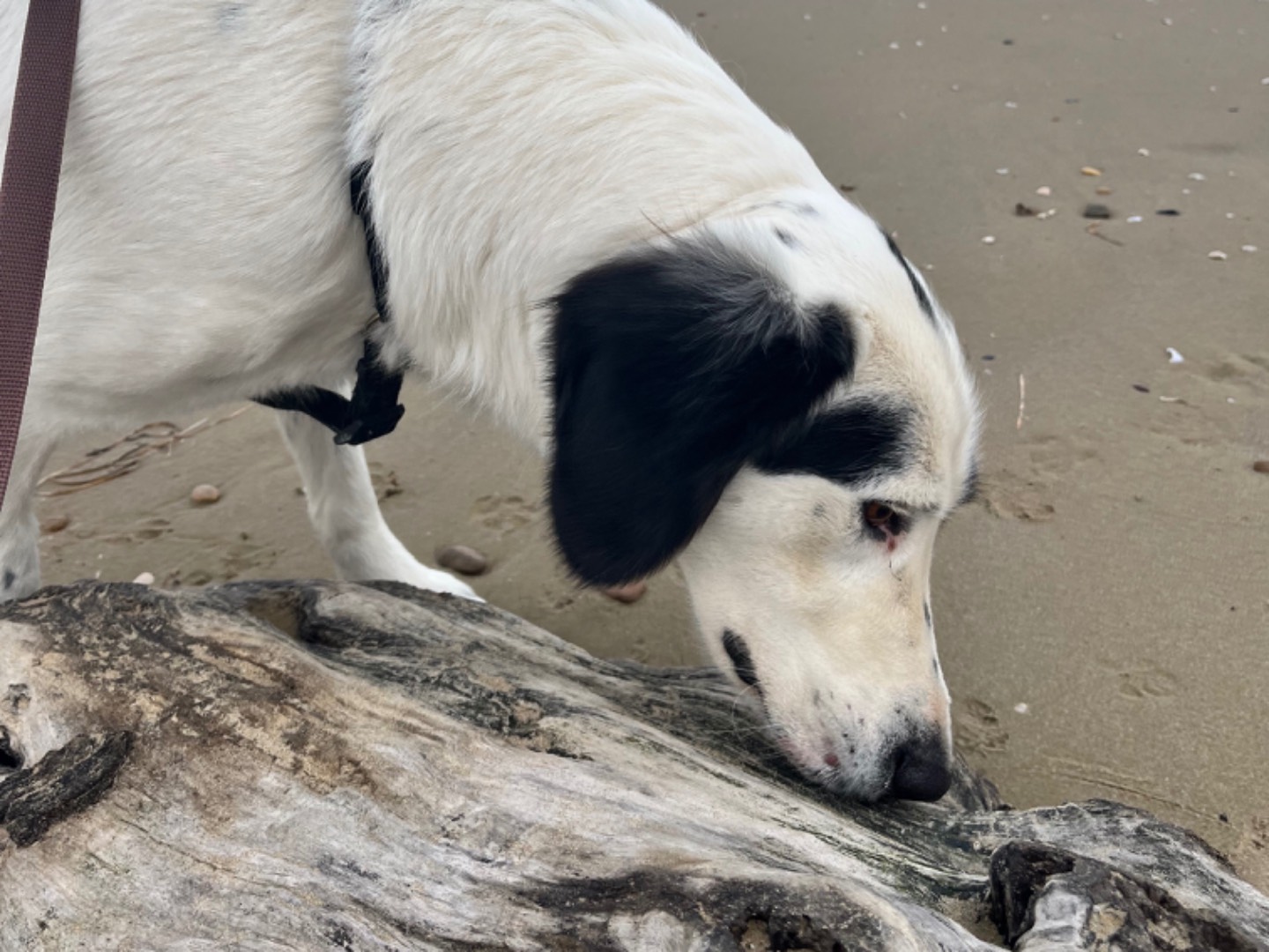 Adotta il cane Federica a Chieti