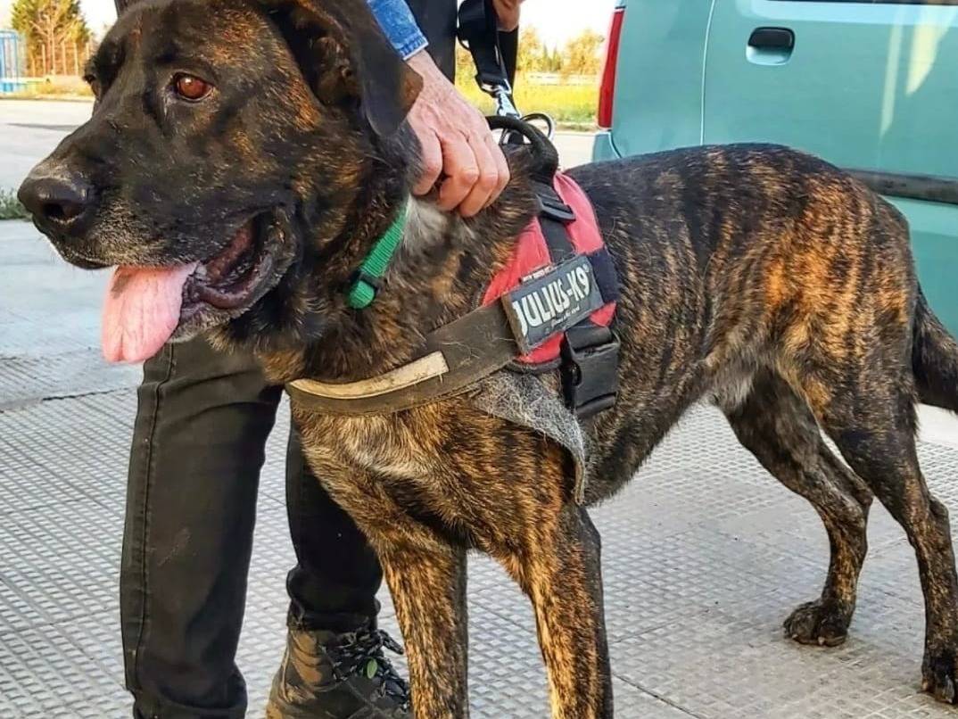 Adozione cane, maschio, Corso, 7 anni  e 6 mesi , taglia gigante, Barletta