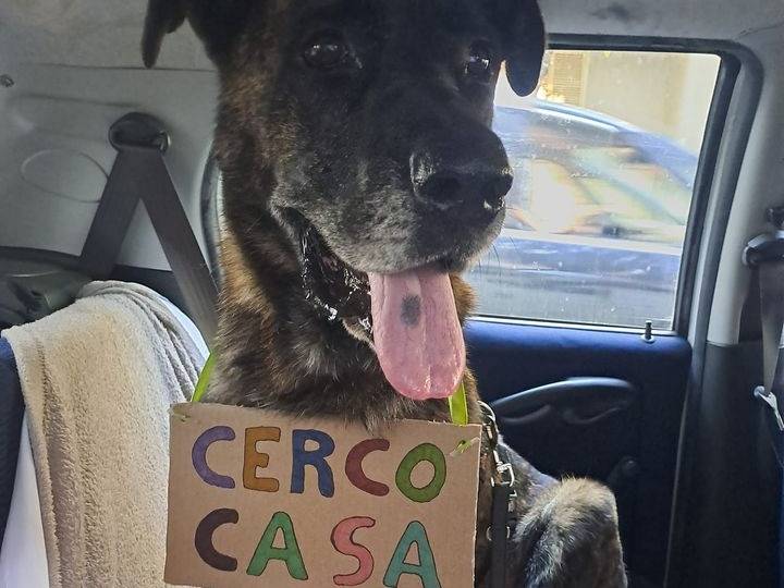 Adotta un cane, maschio, 7 anni  e 6 mesi , Barletta