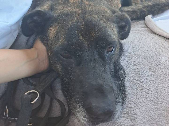Vuoi adottare un cane a Barletta?