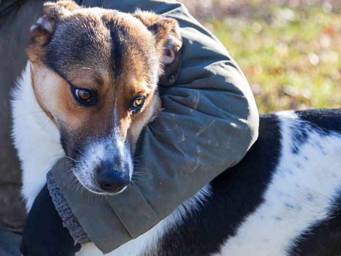 Adozione cane, maschio, meticcio, 3 anni e 1 mese, taglia media, Milano
