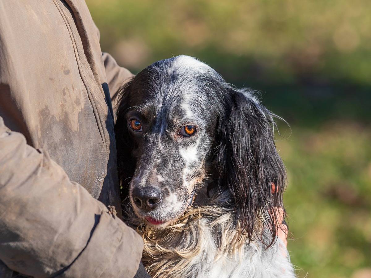 Adozione cane, femmina, Setter Inglese, 5 anni e 11 mesi, taglia media, Milano