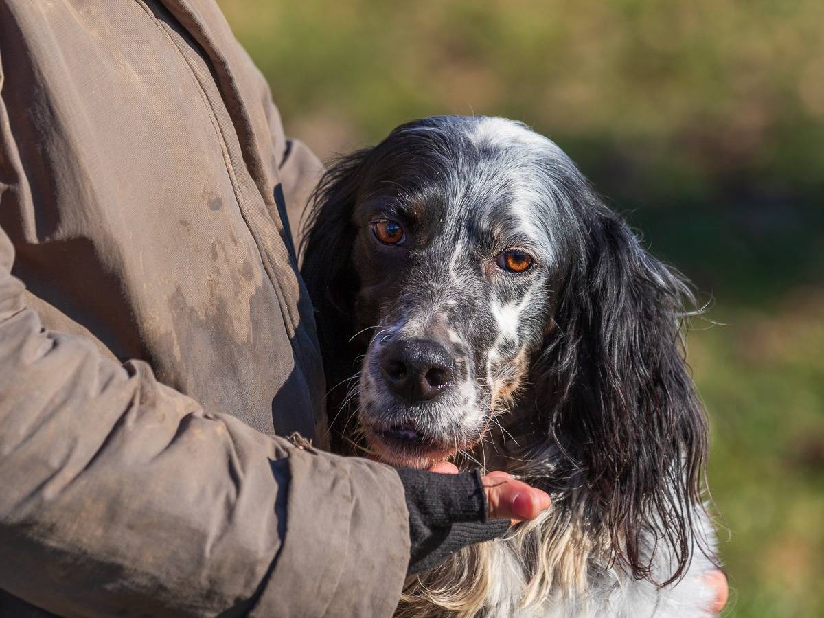 Adotta il cane CARLOTTA a Milano