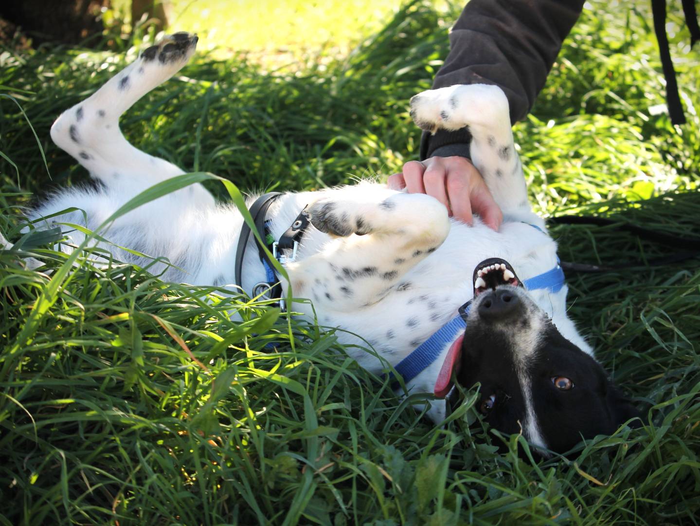 Adotta un cane, femmina, 2 anni  e 2 mesi , Lecce