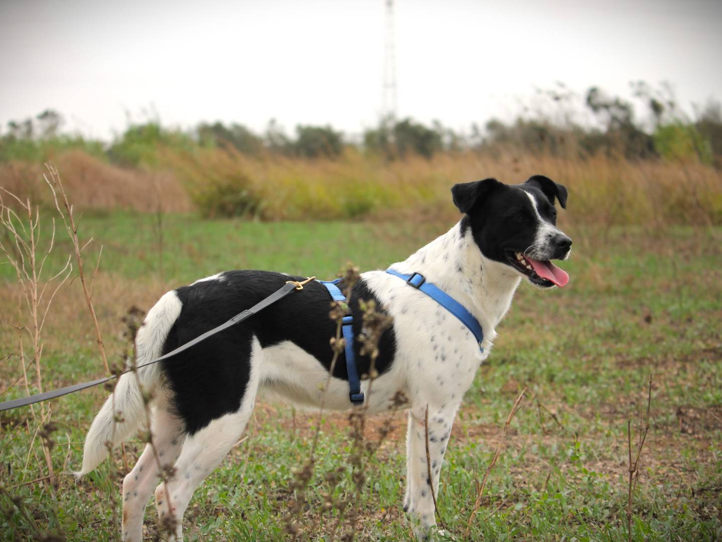 Adotta un cane, taglia media, femmina, Lecce