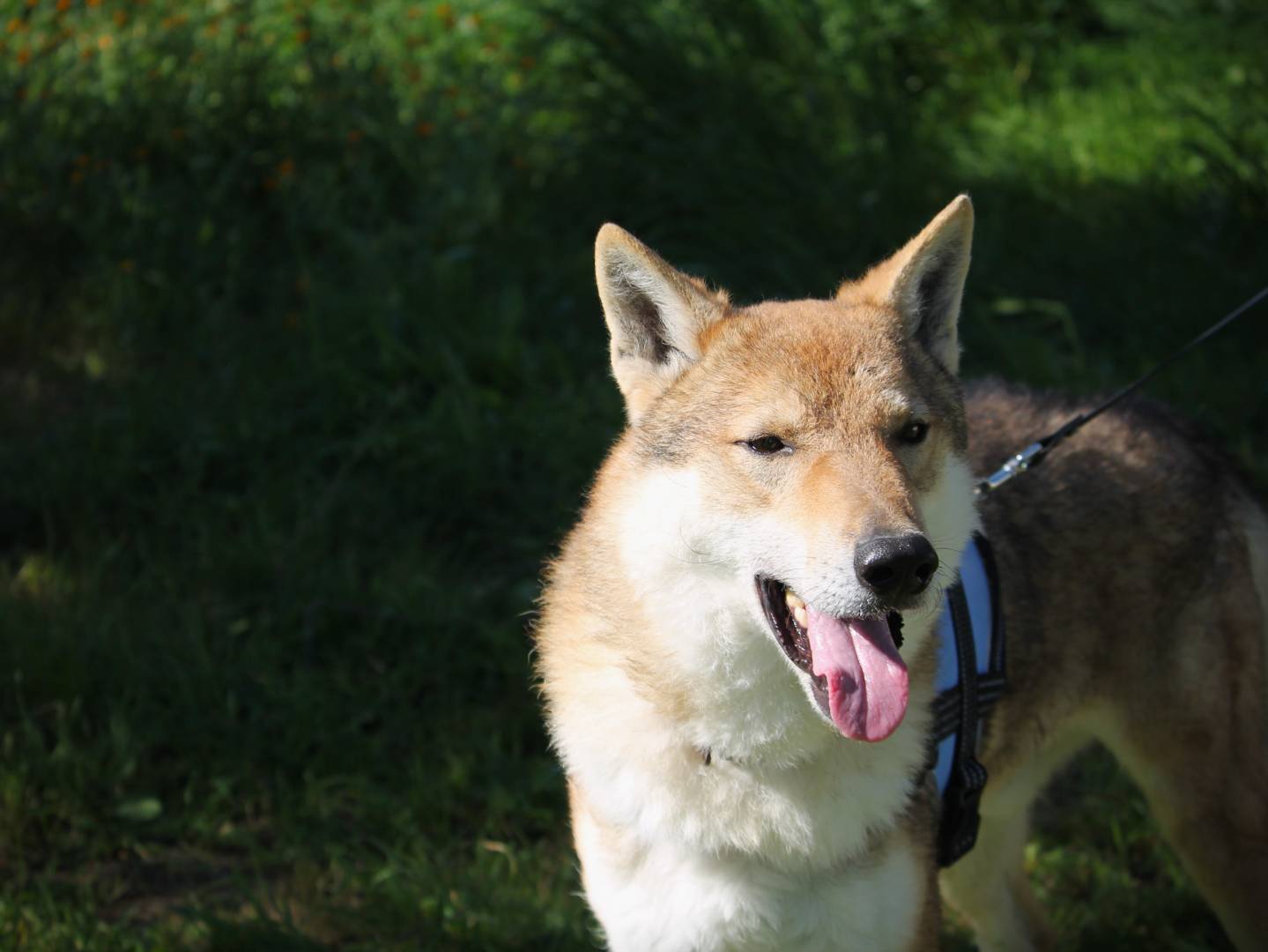Vuoi adottare un cane a Lecce?