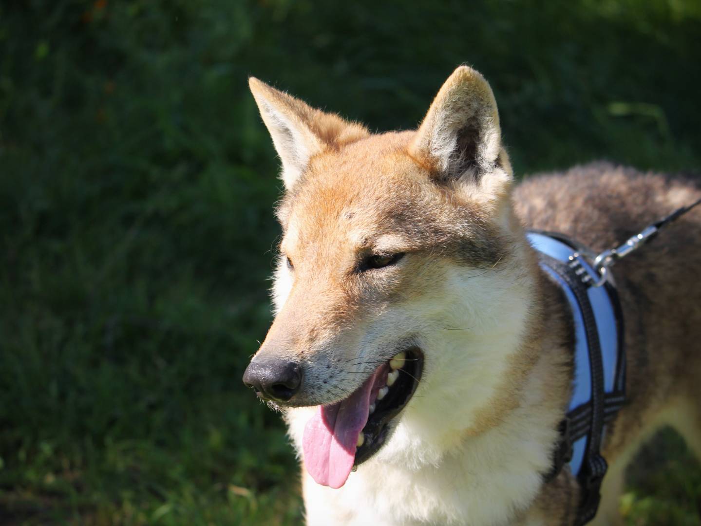 Adotta il cane Janko a Lecce