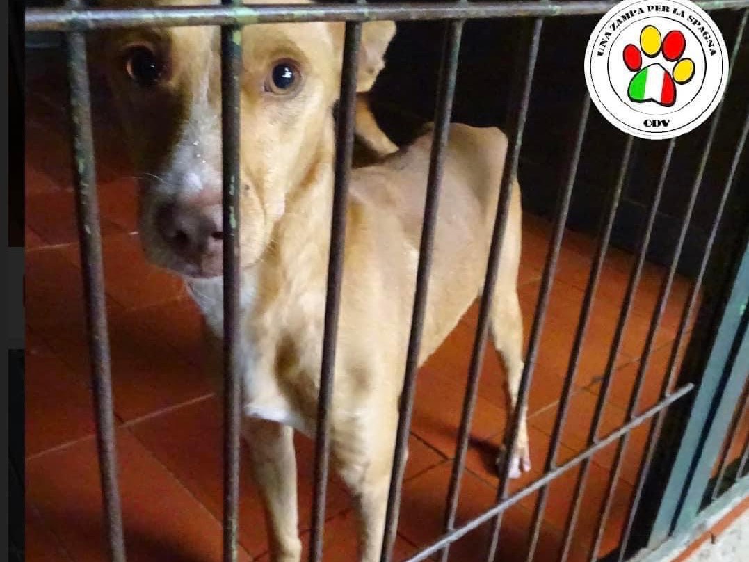 Adozione cane, maschio, meticcio, 4 anni e 7 mesi, taglia piccola, Como