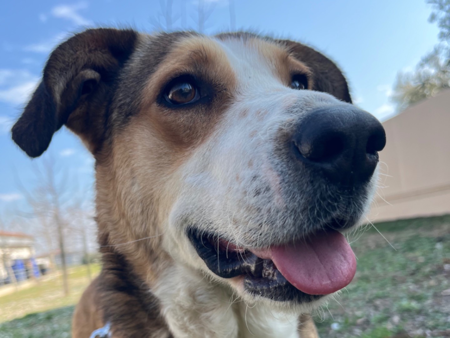 Adotta un cane, femmina, 3 anni  e 3 mesi , Chieti
