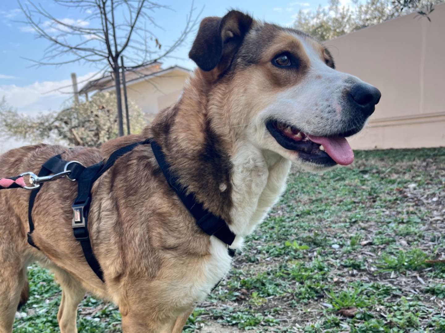 Adotta un cane, taglia media, femmina, Chieti