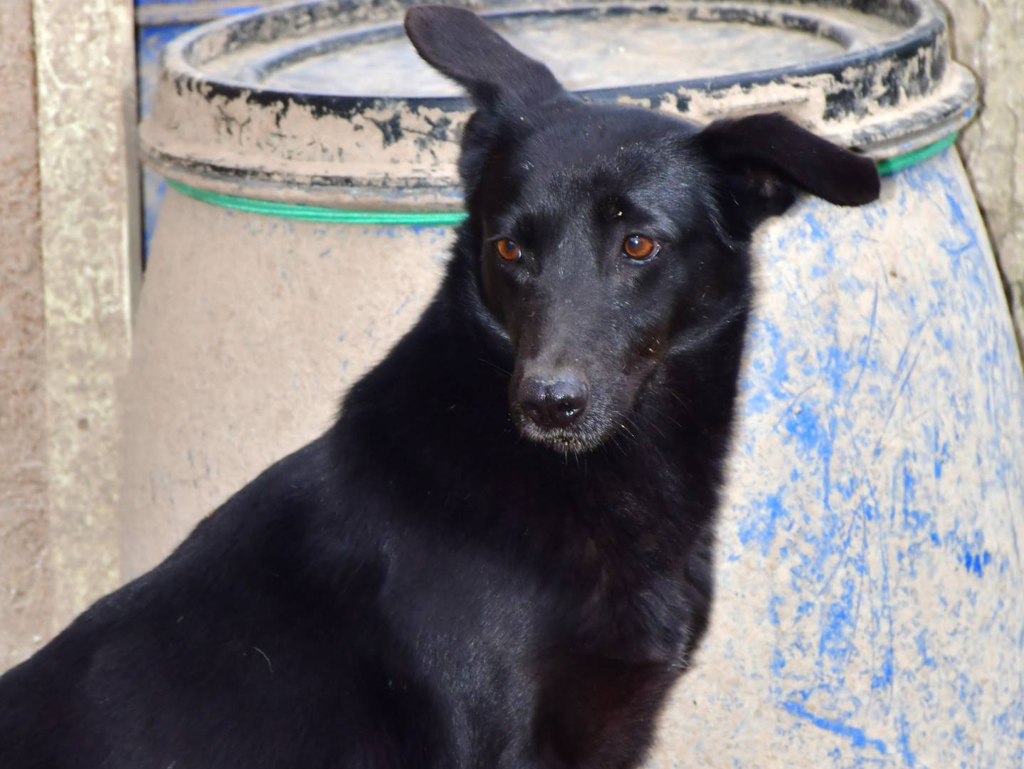 Adotta un cane, taglia media contenuta, femmina, Pisa