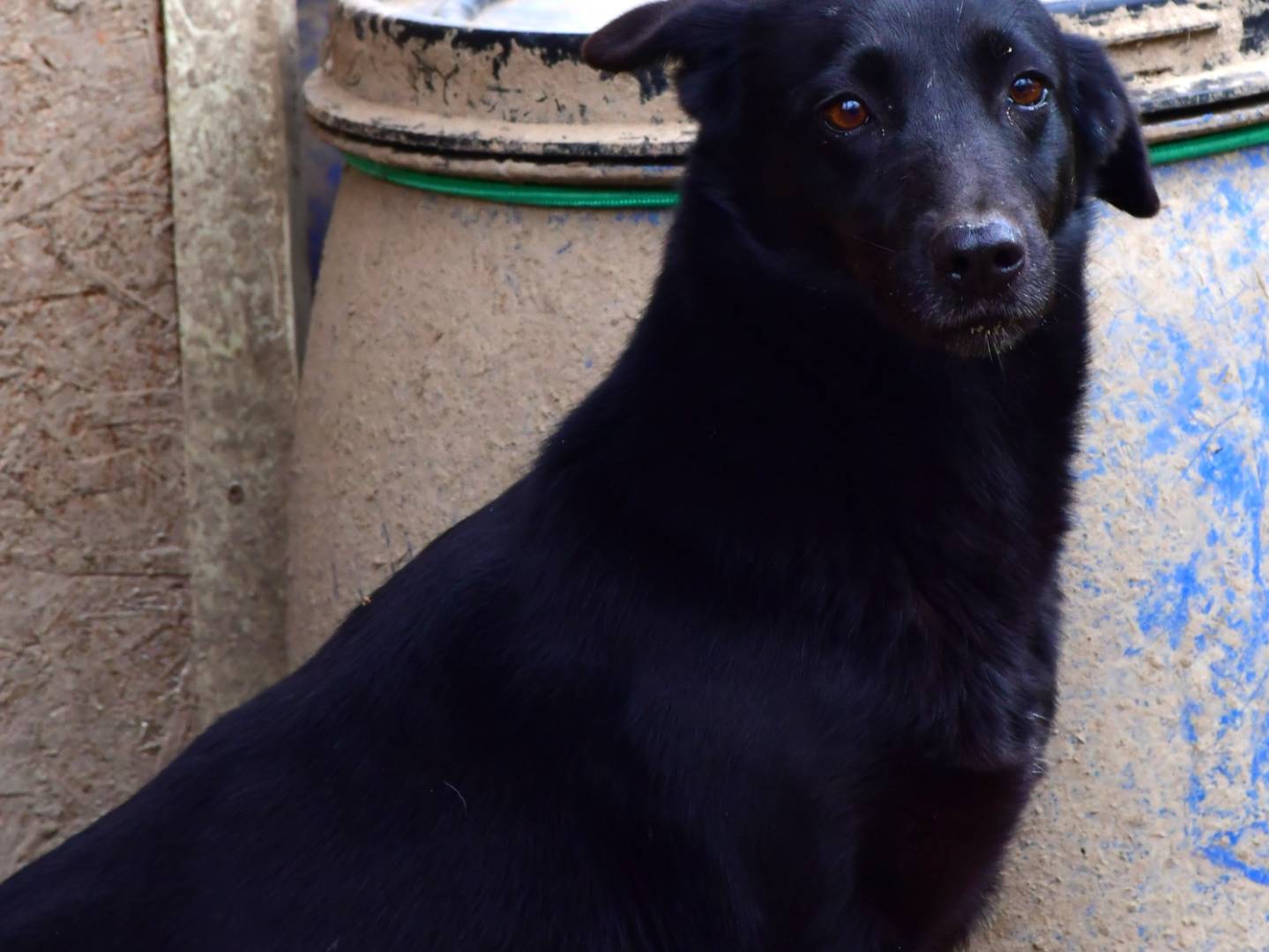Vuoi adottare un cane a Pisa?