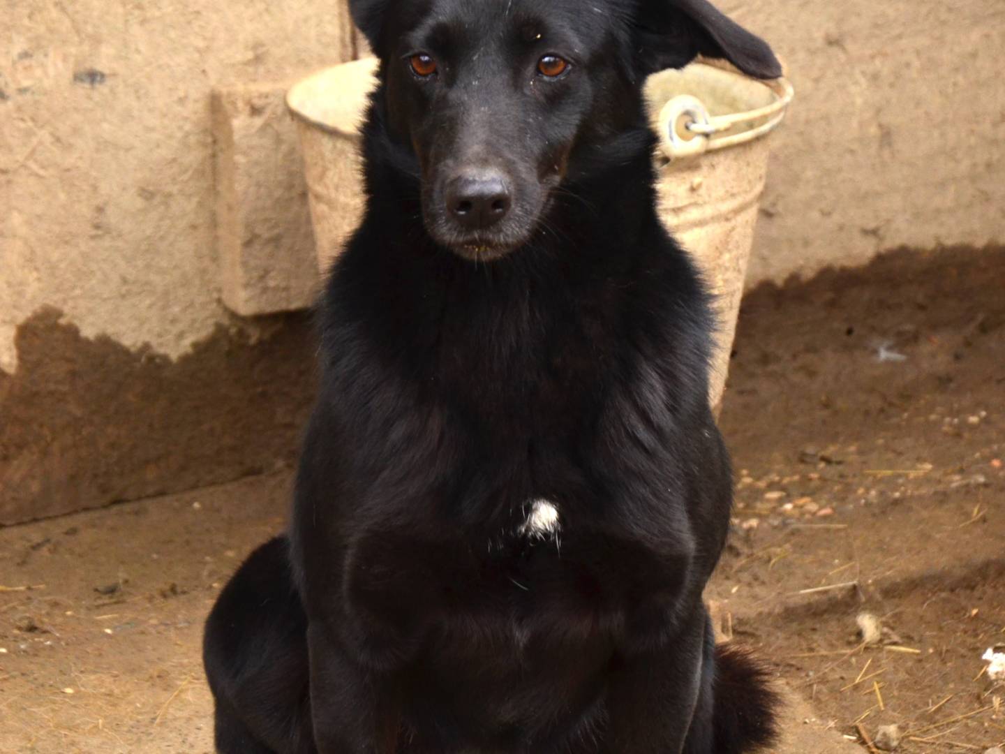 Adotta il cane Aria a Pisa