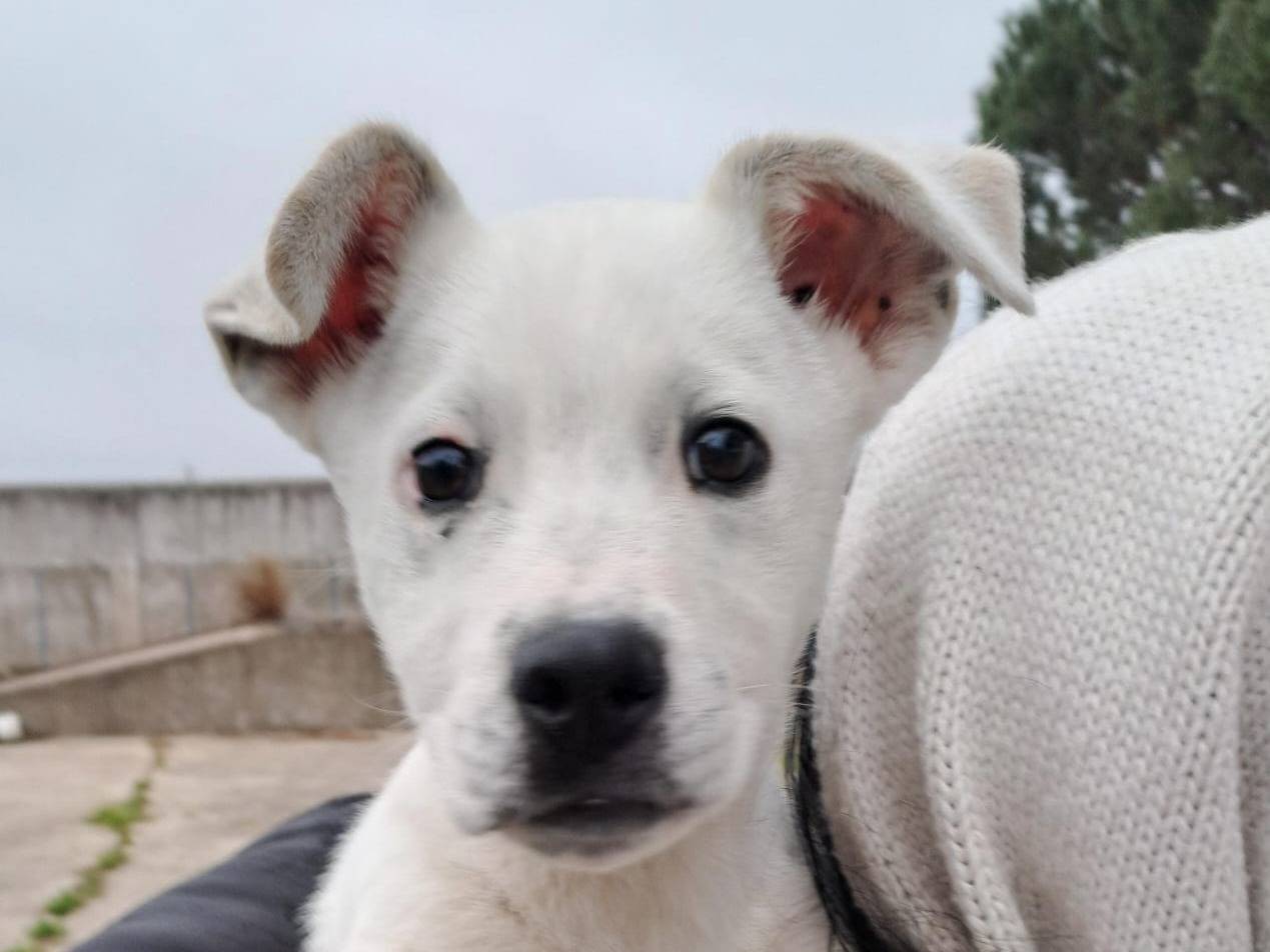 Adozione cane, maschio, meticcio, 2 anni e 1 mese, taglia media, Crotone