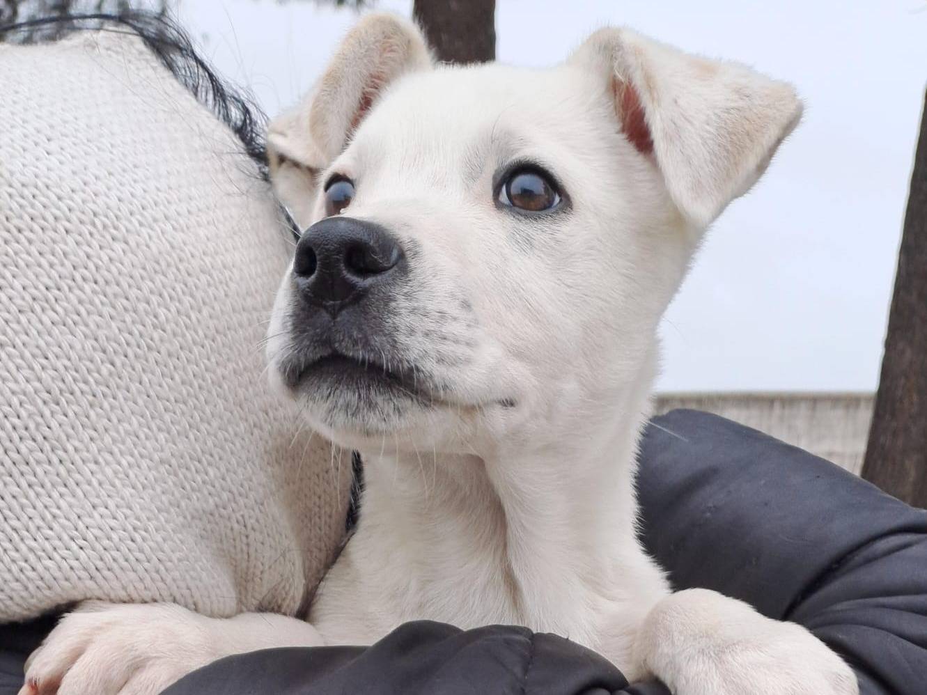 Adotta un cane, maschio, 2 anni e 1 mese, Crotone