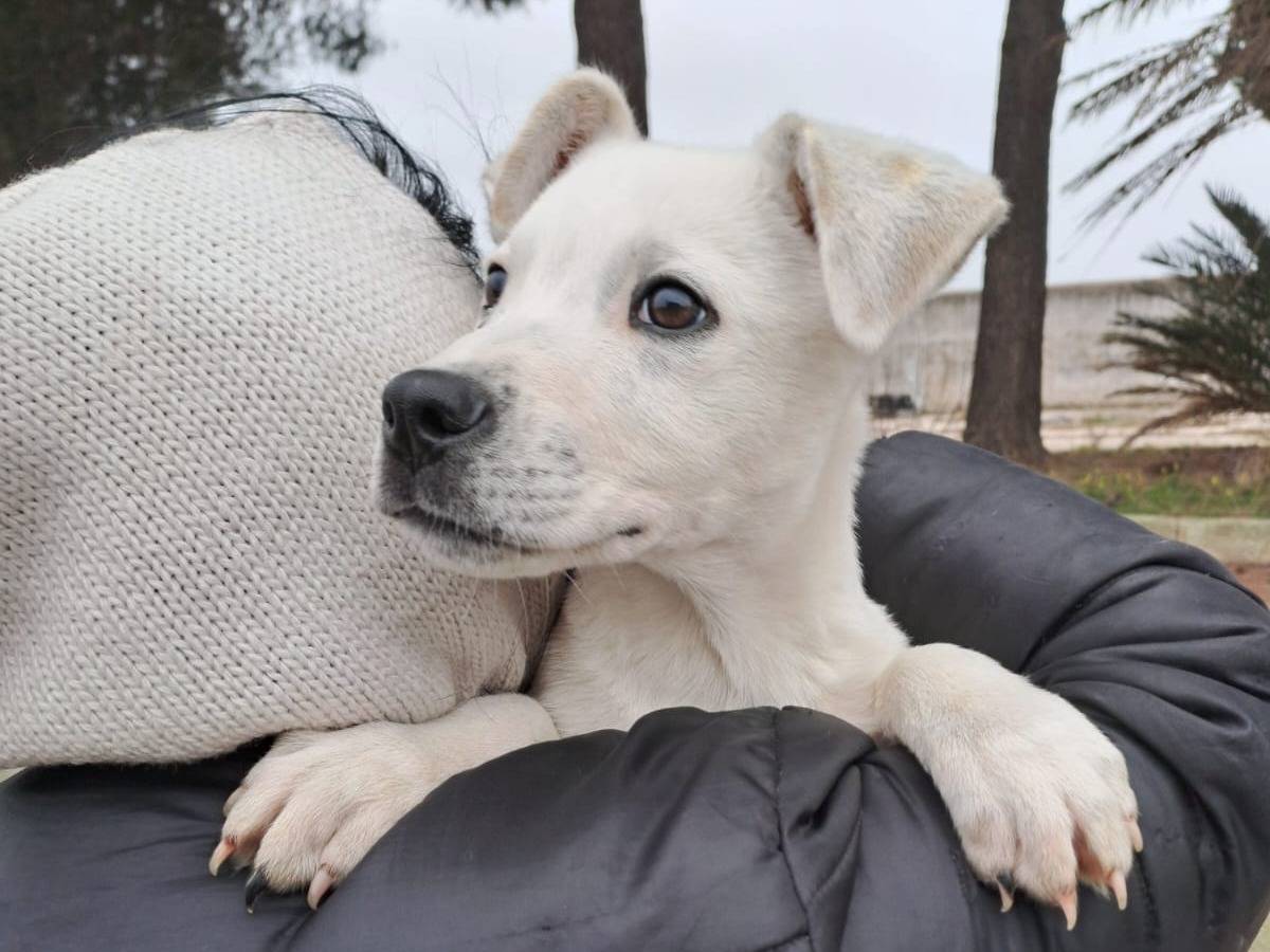 Adotta un cane, taglia media, maschio, Crotone