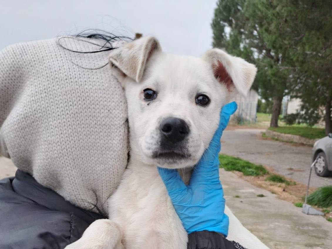 Vuoi adottare un cane a Crotone?