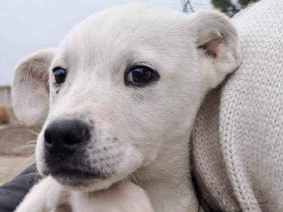 Adotta il cane APOLLO  a Crotone