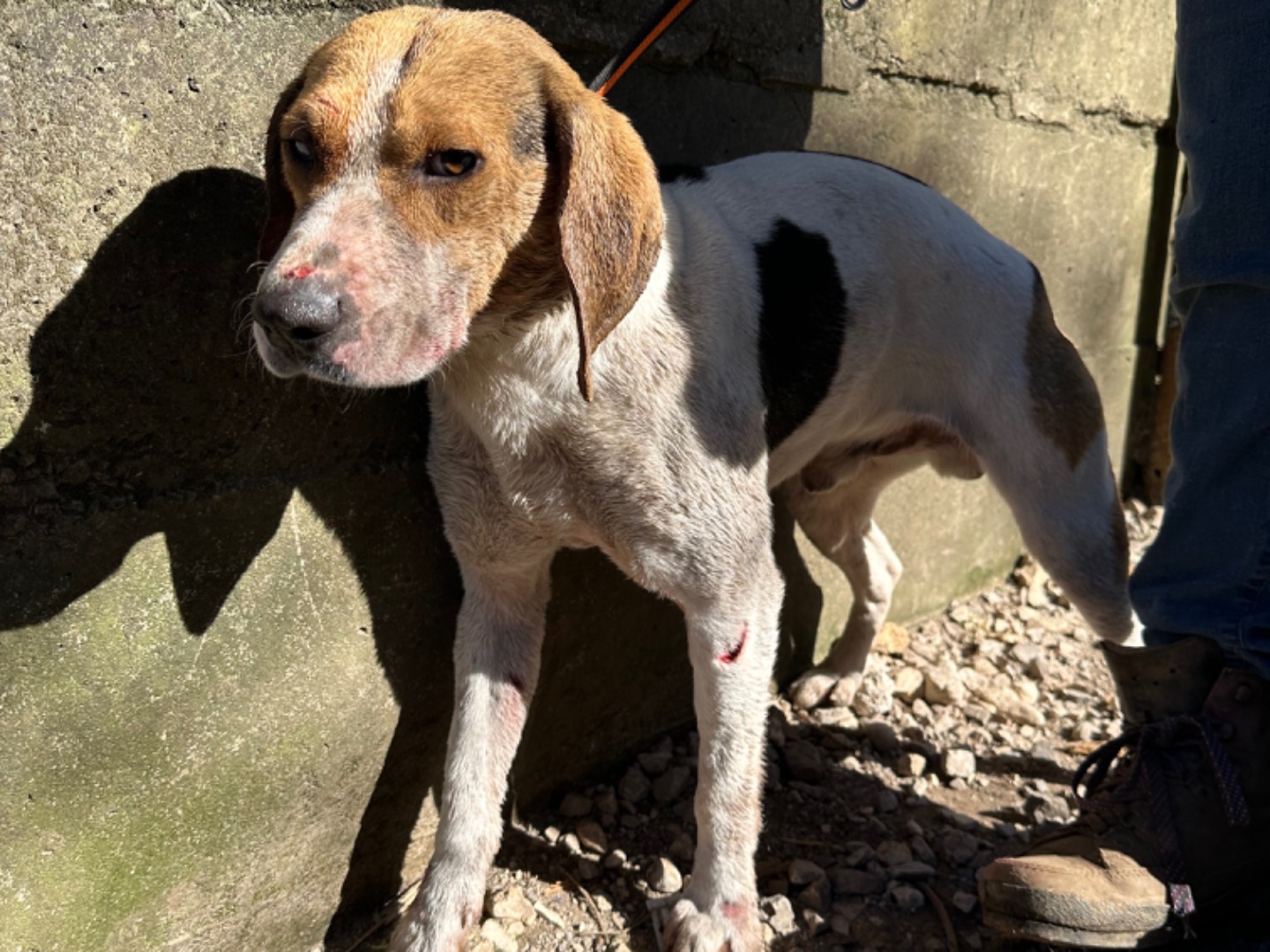 Adozione cane, maschio, Beagle , 4 anni e 3 mesi, taglia media contenuta, Salerno
