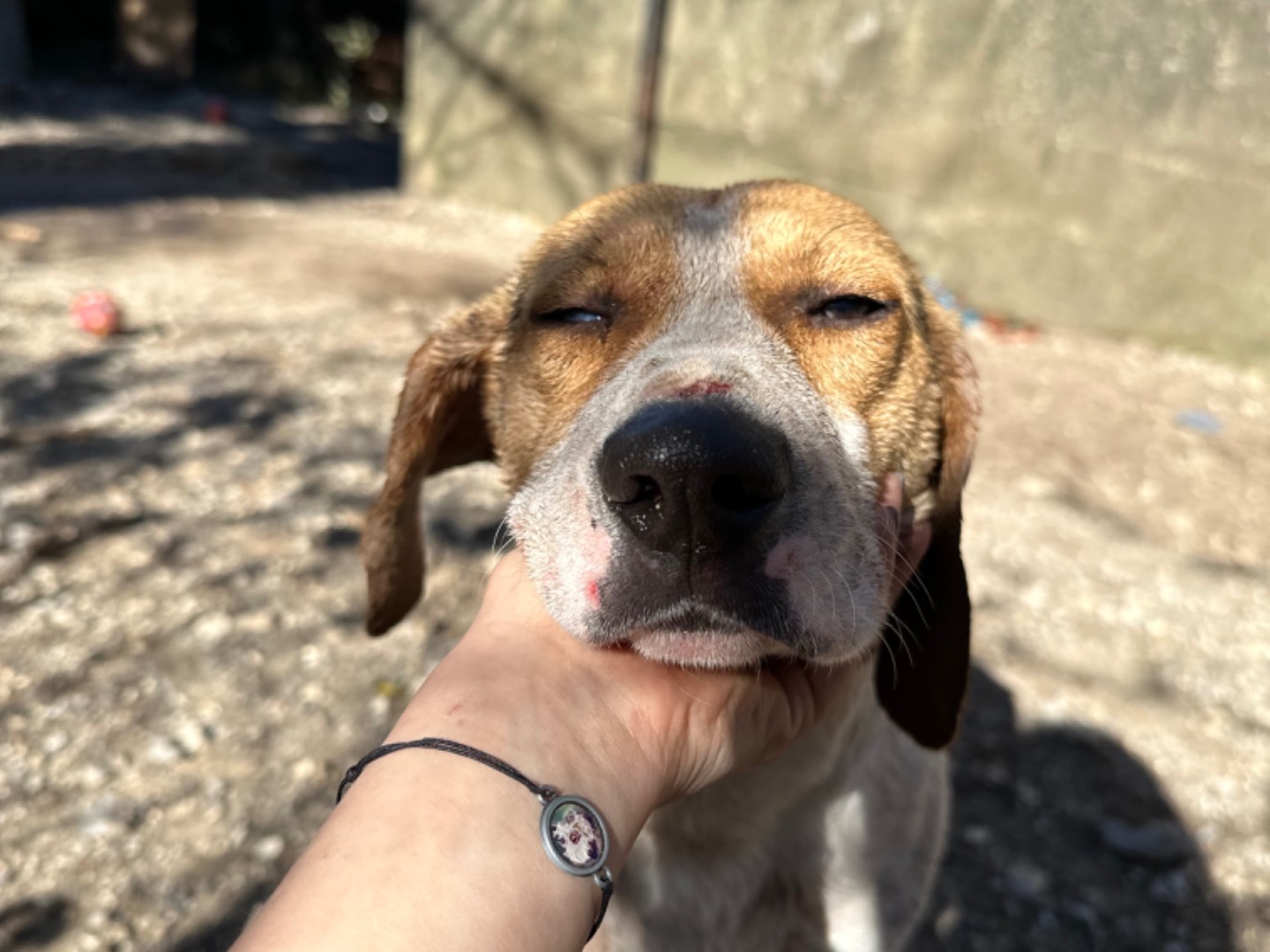 Adotta un cane, maschio, 4 anni e 3 mesi, Salerno