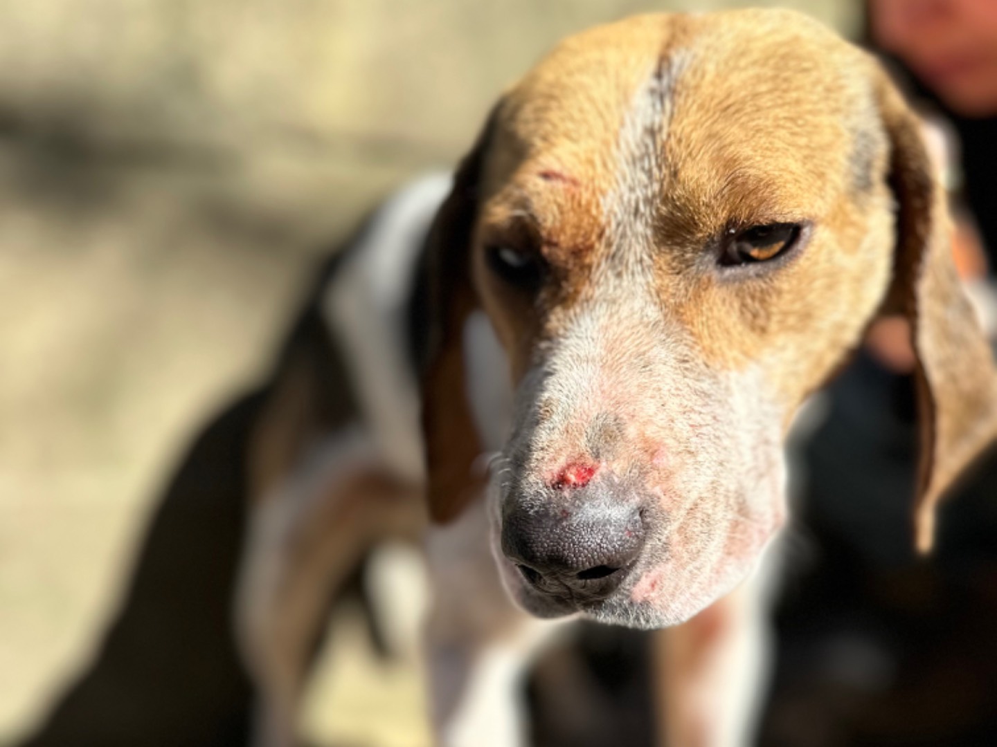 Vuoi adottare un cane a Salerno?