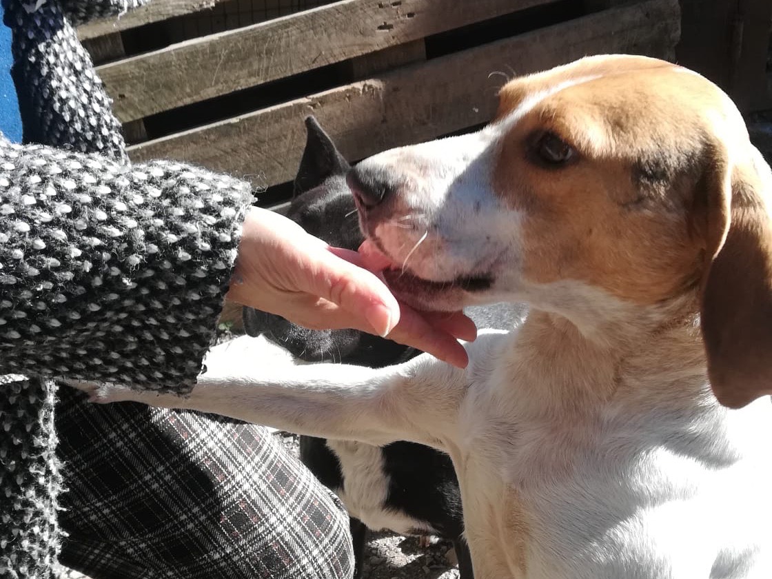 Adotta il cane Alvin a Salerno