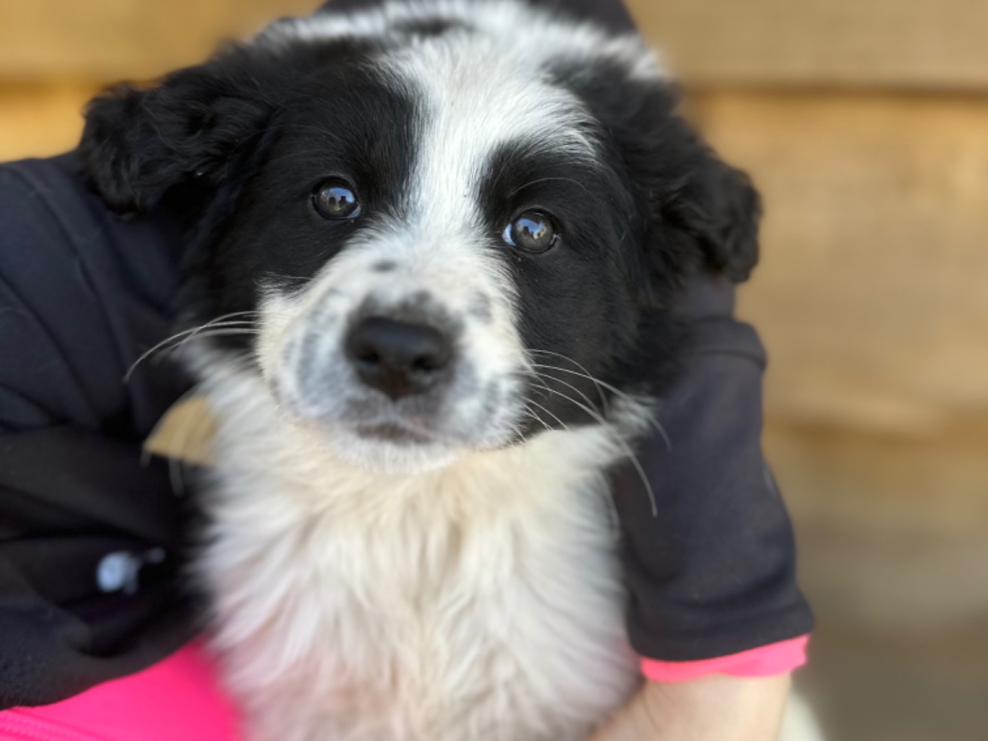 Adozione cane, femmina, meticcio, 2 anni e 4 mesi, taglia media, Milano