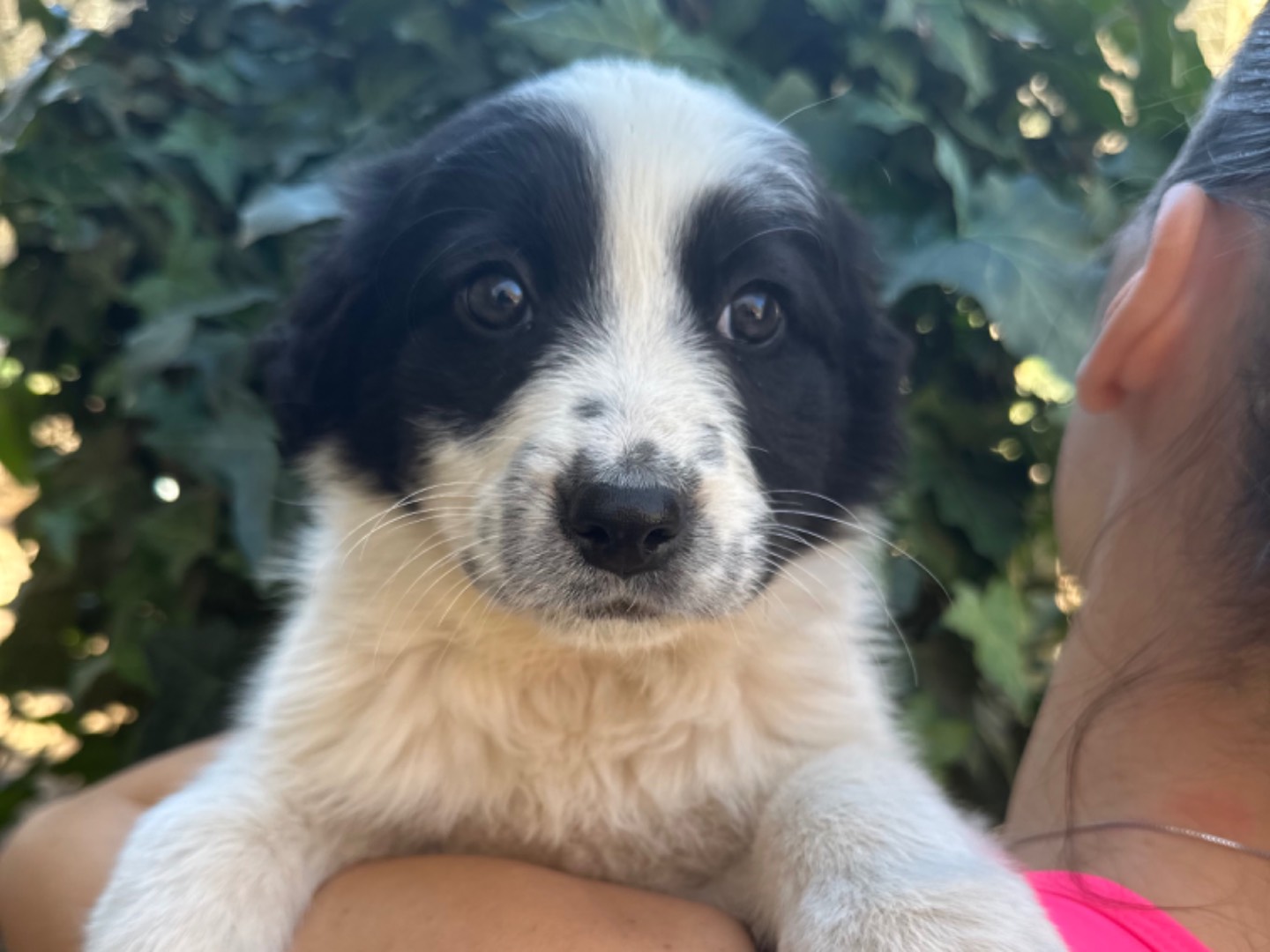 Adotta un cane, femmina, 2 anni e 4 mesi, Milano