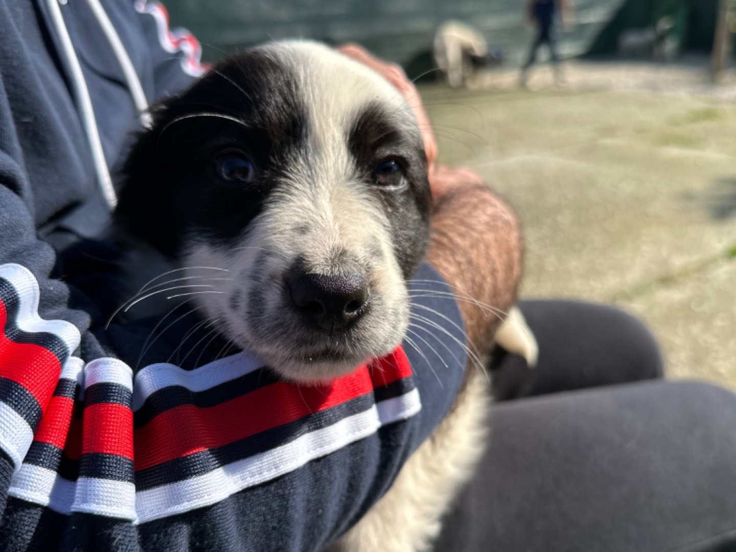 Adotta un cane, taglia media, femmina, Milano