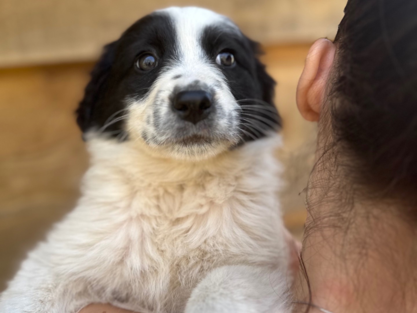 Adotta il cane Agata a Milano