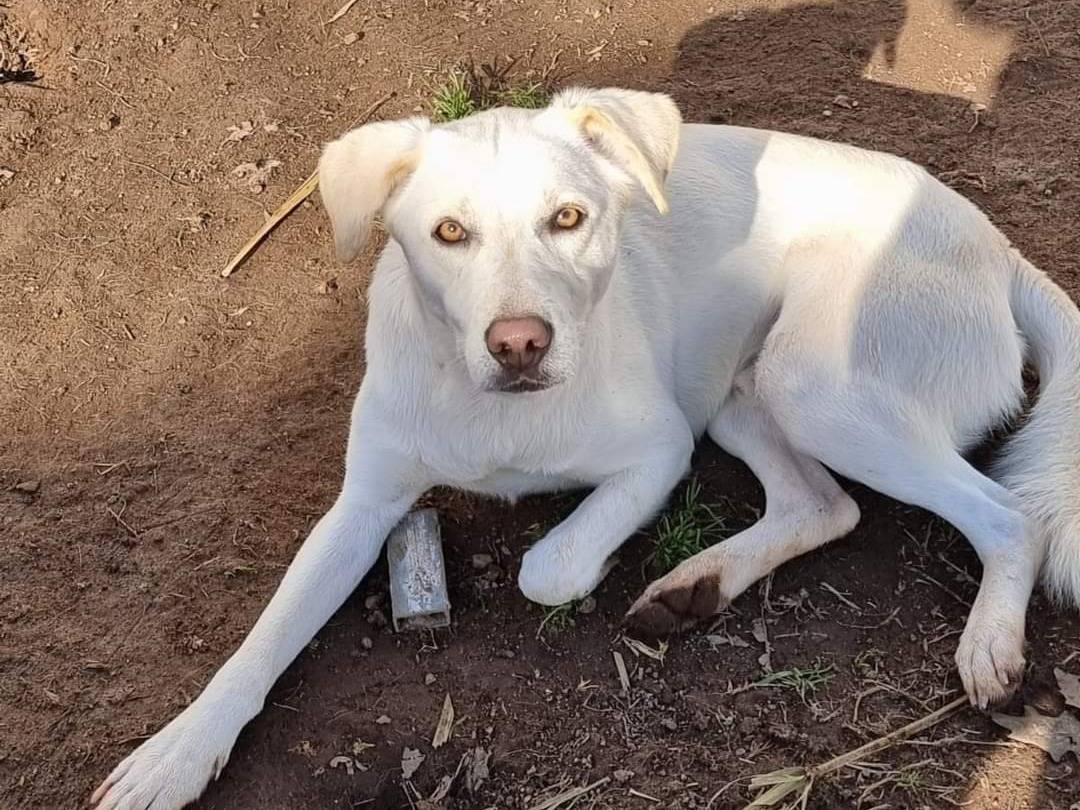 Adotta un cane, maschio, 3 anni  e 8 mesi , Latina