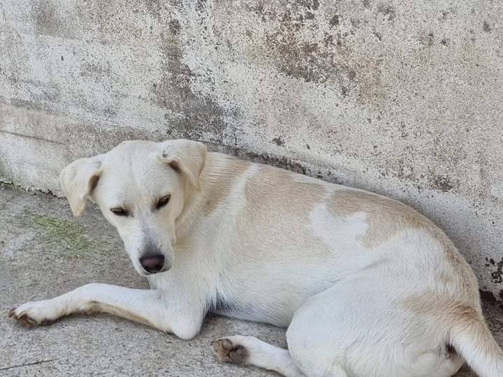 Adotta un cane, taglia media, maschio, Latina